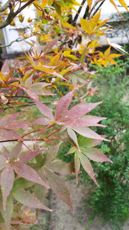 �����񍐎ʐ^