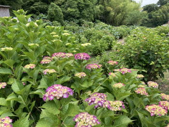 �����񍐎ʐ^